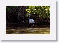 Great Blue Heron at Washburn island