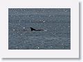 Dolphin in Terra Ceia Bay