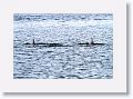 Dolphin in Terra Ceia Bay