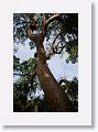 Gumbo Limbo tree