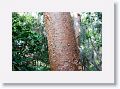 Gumbo Limbo tree