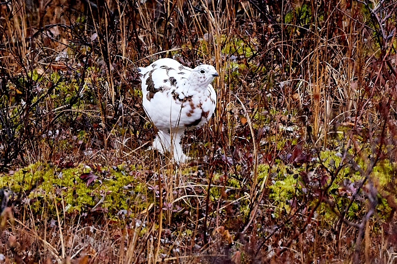 Looking-018