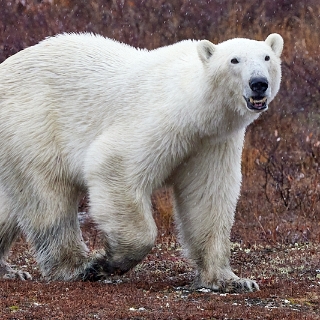13-PolarBears