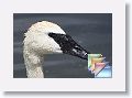 KelloggBirdSanctuary * (70 Slides)