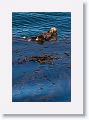 Sea Otters