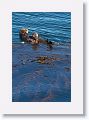 Sea Otters