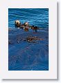 Sea Otters