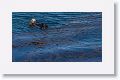 Sea Otters