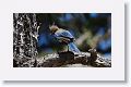 Steller's Jay