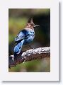 Steller's Jay