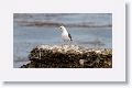 Western Gull