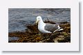 Western Gull
