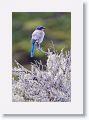 Scrub Jay
