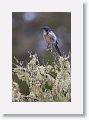 Scrub Jay