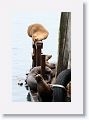 Sea Lions along the docks of Monterey Bay