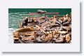 Sea Lions along the docks of Monterey Bay