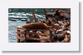 Sea Lions along the docks of Monterey Bay