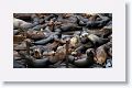 Sea Lions along the docks of Monterey Bay