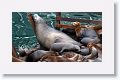 Sea Lions along the docks of Monterey Bay