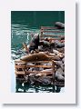 Sea Lions along the docks of Monterey Bay