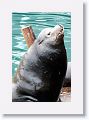 Sea Lions along the docks of Monterey Bay