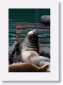Sea Lions along the docks of Monterey Bay