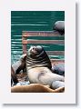 Sea Lions along the docks of Monterey Bay
