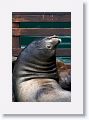 Sea Lions along the docks of Monterey Bay