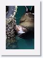 Sea Lions along the docks of Monterey Bay