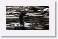 Brandt's Cormorant