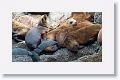 Sea Lions