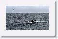 Humpback Whale, first of 29 seen this day
