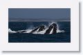 Lunge feeding is where a Humpback Whale comes up from below a school of fish with mouth open