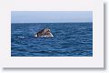 Now that is a mouthful - a Humpback Whale can hold 1 million calories of fish in 1 gulp