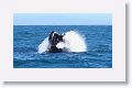 Notice the baleen plate hanging down from the top jaw