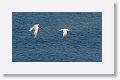 Caspian Tern