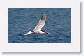 Caspian Tern