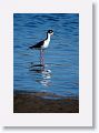 Black-necked Stilt