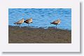 Whimbrel