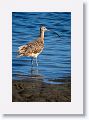 Long-billed Curlew