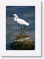 Snowy Egret