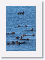 Sea Otters