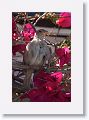 House Sparrow (female)