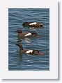 Pigeon Guillemot