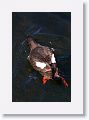 Pigeon Guillemot