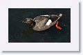 Pigeon Guillemot