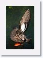 Pigeon Guillemot