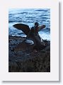 Pigeon Guillemot