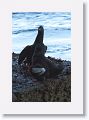 Pigeon Guillemot
