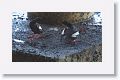 Pigeon Guillemot